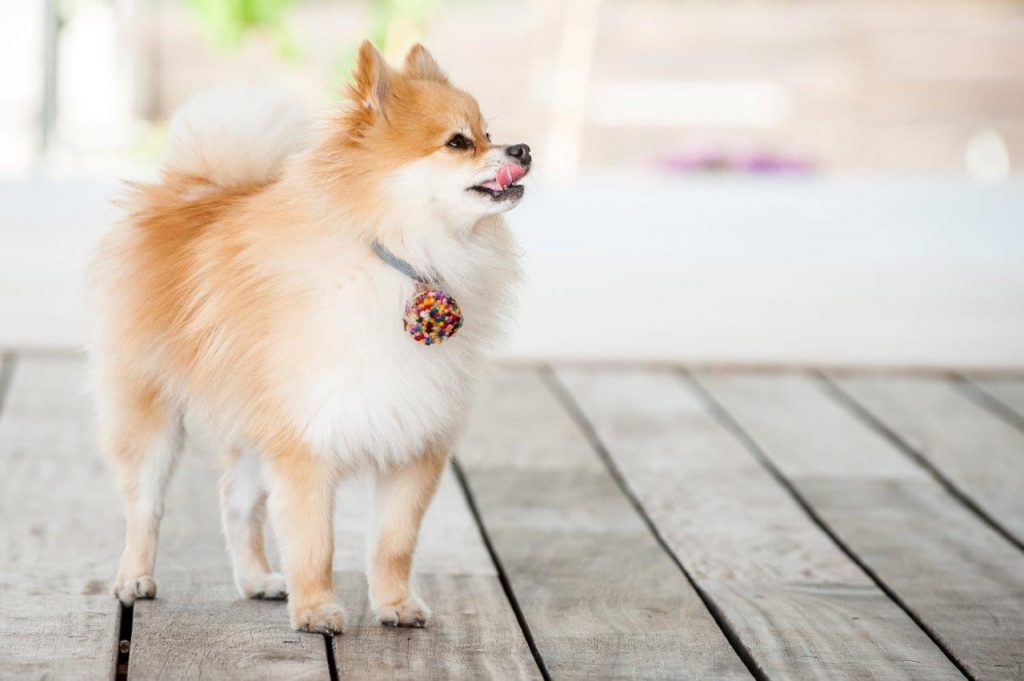 Morris Revah - Pic_005